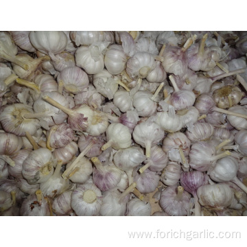 Jinxiang Common White Garlic New Crop